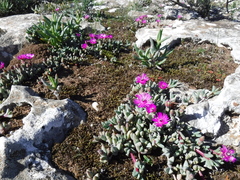 Antimima granitica
