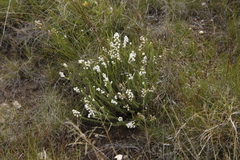 Selago densiflora