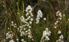 Selago densiflora