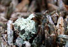 Cladonia symphycarpa