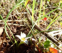 Romulea columnae columnae