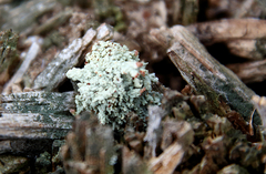 Cladonia symphycarpa