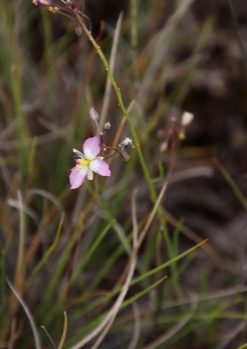 Image of Heliophila carnosa by (c) Tony Rebelo, some rights reserved (CC BY-SA)