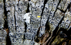 Trapeliopsis granulosa
