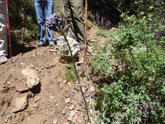 Streptanthus campestris