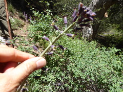 Streptanthus campestris