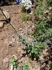 Streptanthus campestris