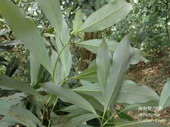Machilus japonica