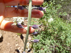 Streptanthus campestris