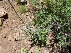 Streptanthus campestris