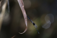 Nososticta kalumburu