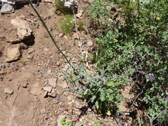 Streptanthus campestris