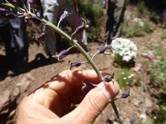 Streptanthus campestris