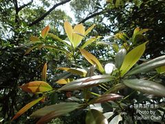 Machilus japonica