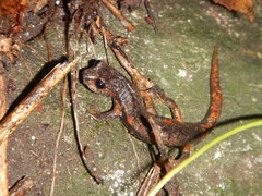 Speleomantes italicus