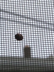 Harmonia axyridis