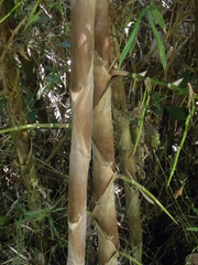Guadua macrostachya