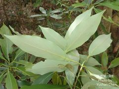 Machilus japonica
