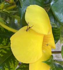 Polybia fastidiosuscula