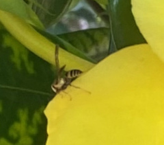 Polybia fastidiosuscula