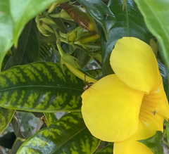 Polybia fastidiosuscula