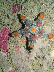 Gymnanthenea difficilis