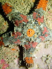 Gymnanthenea difficilis