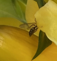 Polybia fastidiosuscula