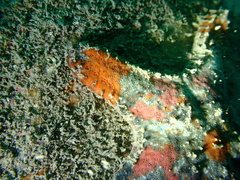 Gymnanthenea difficilis