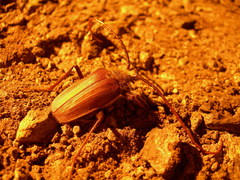 Acalodegma servillei