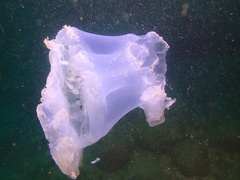 Rhopilema hispidum