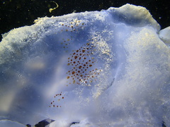 Rhopilema hispidum