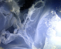 Rhopilema hispidum
