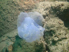 Rhopilema hispidum