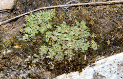 Cladonia robbinsii