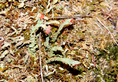 Cladonia didyma