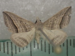Loxioda hampsoni