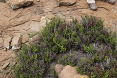 Cheilanthes quadripinnata