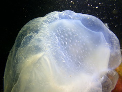 Rhopilema hispidum