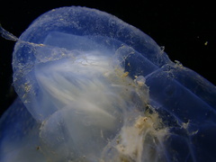 Rhopilema hispidum