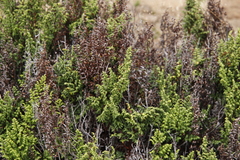 Cheilanthes quadripinnata