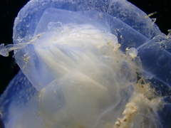 Rhopilema hispidum