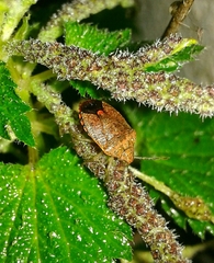 Dryadocoris apicalis