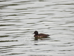 Aythya baeri × nyroca