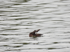 Aythya baeri × nyroca