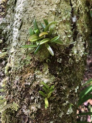 Bulbophyllum shepherdii