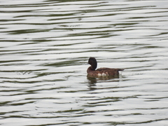 Aythya baeri × nyroca