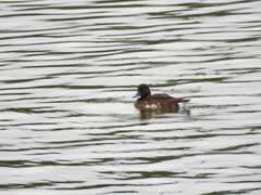 Aythya baeri × nyroca