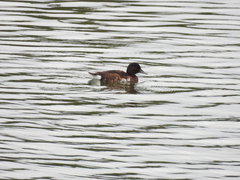 Aythya baeri × nyroca