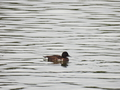 Aythya baeri × nyroca